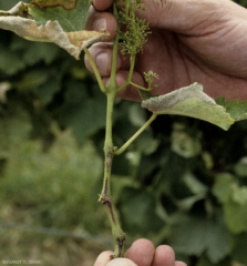 Numerosi protuberanze longitudinali, brunastre, più o meno suberizzate, alterano questo giovane ramo di diversi centimetri.  <i> <b> Xylophilus ampelinus </b> </i> (necrosi batterica)