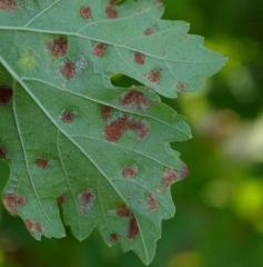 Possiamo distinguere peli ipertrofizzati in una galla erinosa alla fine del ciclo vegetativo: <b> <i> Colomerus vitis </i> </b>