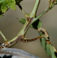 Lesioni oleose longitudinali di vario grado di cancro sui ramoscelli e lo scoppio dei germogli indicano la presenza di necrosi batterica. <b> <i> Xylophilus ampelinus </i> </b>.