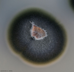 Questa colonia miceliale di <i> <b> Phaeomoniella chlamydospora </b> </i> mostra una crescita lenta e una colorazione da verde scuro a oliva piuttosto caratteristica.