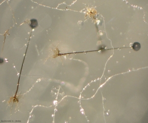 Aspetto di due strutture risultanti dalla riproduzione asessuata di <b> <i> Rhizopus stolonifer </i> </b>.  Si distingue nettamente il rizoide, lo sporangioforo terminato dalla sporance.  (<i> Rhizopus </i> marcisce)