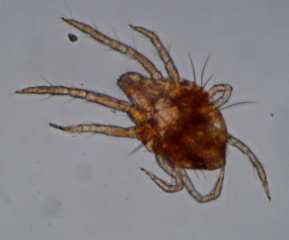 Larva di <i> <b> Panonychus ulmi </b> </i> vista dal basso.  (ragno rosso)