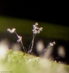 Sporangiofori arbuscolari di <b> <i> Plasmopara viticola </i> </b> osservati con una lente d'ingrandimento binoculare.