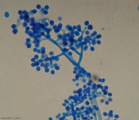 Aspetto microscopico chiaro di uno sporangioforo cespuglioso di <b> <i> Plasmopara viticola </i> </b> portatore di sporangi giovani.  