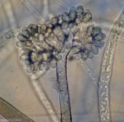 Aspetto al microscopio ottico dei grappoli conidi presenti all'estremità di un conidioforo di <i> <b> Botrytis cinerea </b> </i>