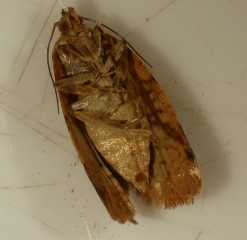 Dans cette vue ventrale du papillon, on peut voir les ailes postérieures qui sont ornées d'une frange blanchâtre. <i><b>Petite tordeuse de la grappe</b></i>