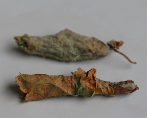 Due sigari raccolti da una vite parassitata da <i><b>Byctiscus betulae</i></b>.