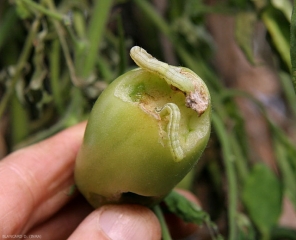 Due larve sono visibili su questo frutto verde parzialmente divorato. <b>Papelle notturne</b> (noctuali)