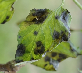 Diverse macchie umide e nerastre più o meno estese sono visibili sul limbo di questa fogliola. <b><i>Didymella lycopercisi</i></b> (macchie a <i>Didymella</i>, <i>Didymella</i> leaf spot)