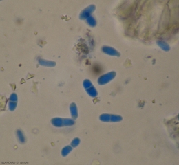 I pycniospores hanno o meno una partizione. Le loro dimensioni sono variabili da una conidia all'altra (3-11 x 2-4,5 μm). <b><i>Didymella lycopersici</i></b> (cancre a <i>Didymella</i>, <i>Didymella</i> stem canker and fruit rot)