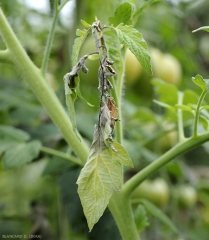 Diversi giovani foglioli di questo apice di pomodoro sono oleosi e di colore nero. <b><i>Phytophthora infestans</i></b> (mildiou)