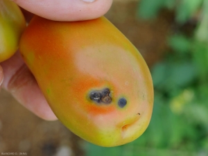 Aspetto di macchie di <b><i>Xanthomonas</i> sp.</b> su frutta allo stadio rotante. (galizia batterica, spot batterica)
