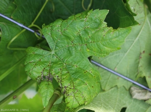 Numerose piccole lesioni da marrone a nero sono distribuite lungo molte nervature di questa giovane foglia di vite.  Notare l'ingiallimento del limbus alla periferia di alcune lesioni.  <i> <b> Elsinoe ampelina </b> </i> </i>