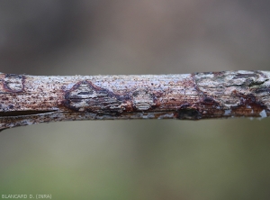 Aspetto di vecchie lesioni presenti su legno formatosi lo scorso anno.  È in particolare su quest'ultimo che troviamo gli sclerozi dai quali si formerà l'inoculo primario.  <i> <b> Elsinoë ampelina </b> </i>