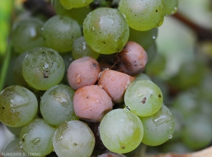 Un focolaio di <b> marciume acido </b> si è insediato su un grappolo di vitigno a bacca bianca.