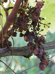 Grappolo completamente colpito da <b> marciume acido </b>.  Molte bacche si sono liquefatte, strappate e staccate dal picciolo.