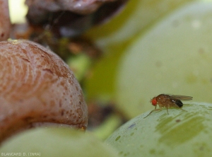 Un moscerino della frutta attratto da una bacca affetta da <b> marciume acido </b>.