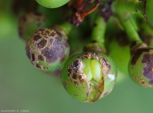 La pellucola alterata di queste bacche colpite da <i> <b> Elsinoë ampelina </b> </i> si è suerizzata localmente, cosa che potrebbe successivamente portare al loro scoppio.  (Antracnosi)