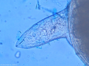 Nematodes-Micro3