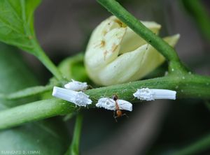 Cochenille-Piment-Guyane