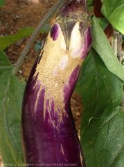 Thrips_Degats_Aubergine