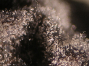 Alta concentrazione di conidiofori portanti <i> <b> Trichothecium roseum </b> </i> osservati con una lente d'ingrandimento binoculare.  (muffa rosa)