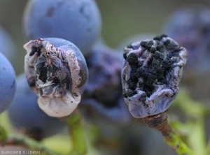 Due acini d'uva più o meno colonizzati da un <i> Cladosporium </i> sp.  Sulla prima il fungo non ha ancora sporulato molto;  questo non è il caso della baia di destra che è molto raggrinzita e ricoperta di spore nerastre.  <b> <i> Cladosporium </i> </b> marcisce