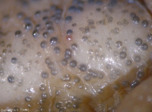 Particolare delle piccole masse da scure a nerastre visibili su questo acino;  questi sono picnidi che si sono formati sotto il film.  <b> <i> Phomopsis viticola </i> </b>