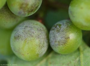 Le aree di questi acini verdi, colonizzate dalla peluria biancastra, di <b> <i> Erysphe necator </i> </b>, gradualmente necrotizzano e assumono una tinta dal marrone al nerastro.  (oidio)