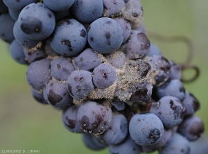 Particolare del marciume grigio su acini d'uva neri duri.  <i> <b> Botrytis cinerea </b> </i>