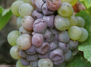 Particolare del marciume grigio su acini d'uva bianchi duri.  <i> <b> Botrytis cinerea </b> </i>