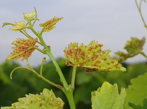 Le giovani foglie di questo ramoscello di vite sono ricoperte di galle di fillossera rossastre su una vite americana.  <i> <b> Daktulosphaira vitifoliae </b> </i>