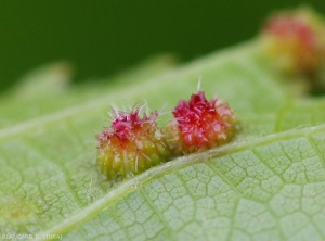 Dettaglio di due galle rossastre sul lato inferiore di una foglia di vite.  <i> <b> Daktulosphaira vitifoliae </b> </i>