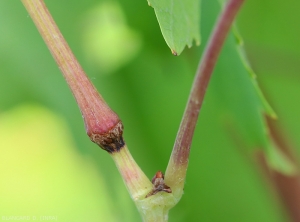 Cicatrici anulari nell'area di deposizione delle uova di <i> <b> Stictocephala bisonia </i> </b>.