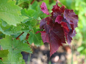 Forte arrossamento del fogliame all'estremità di un ramoscello che indica un attacco da parte della cicala dell'alcelafo (<i> <b> Stictocephala bisonia </i> </b>).