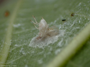 Bozzolo di <i><b> Neodryinus typhlocybae </I> </b> si nota il residuo bianco della larva di <i><b> Metcalfa pruinosa </i></b> parassitata dagli imenotteri.