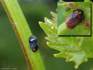 <em><b>Penthimia nigra</b></em>, Cicadellidae, parassita secondario della vite.  L'insetto può essere completamente nero o marrone con o senza macchie rossastre.