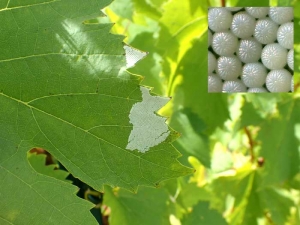 La falena sposa depone le sue uova finemente a coste in gran numero sul lato inferiore delle foglie a fine estate.  È il piccolo bruco che svernerà.