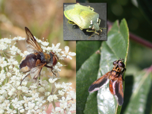 Mosche tachinidi parassite di insetti fitofagi: <b><em>Ectophasia leucoptera</em></b> a sinistra e <b><em>Trichopoda pennipes</em></b> a destra con inserto , l'insetto <em>Nezara viridula</em> che porta le uova della tachinaria.