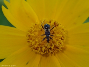 <b><em>Himacerus mirmicoides</em></b> nell'ultimo stadio pupale.  Questo bug in questa fase sembra una formica.