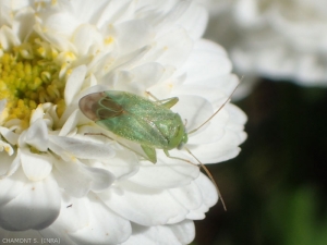 L'insetto <em>Apolygus spinolae</em> (cimice verde in italiano) provoca l'abbassamento delle gemme con le sue punture.  Questo insetto verde si distingue per la punta nera del cuneo e per la pubescenza fine e chiara delle emelitre.