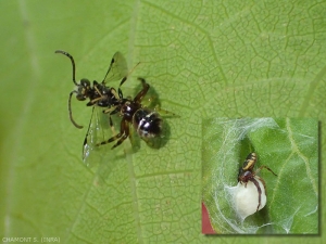 <em>Synema globosum</em> maschio a caccia, qui dopo aver catturato una vespa.  Nel riquadro, femmina vicino al bozzolo intessuto in una foglia ripiegata.