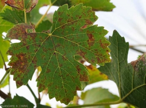 Peronospora a mosaico sulla pagina superiore di una foglia di vite: sulla lamina compaiono numerose piccole lesioni clorotiche, spesso delimitate dalle nervature.  <i><b>Plasmopara viticola</b></i> (Peronospora)