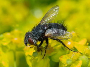 <em><b>Pales pavida</b></em>, una mosca tachinide il cui adulto consuma il polline, è una specie parassita delle tignole della vite.  Foto E. Vandebeulque (insecte.org)