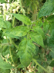 Mosaico e deformazione fogliare su pomodoro, <b>Tomato brown rugose fruit virus</b> (<i>Tomato brown rugose fruit virus</i>, ToBRFV), Pascal GENTIT (ANSES)