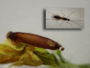 Le vespe Rogadinae della famiglia Braconidae sono endoparassitoidi koinobionti di avvolgifoglie, qui la pupa del bruco la cui pelle è indurita (mummia) con il foro di uscita del parassitoide, e nel riquadro l'imago del parassitoide. 