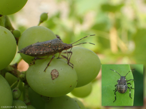 halyomorpha-raisin