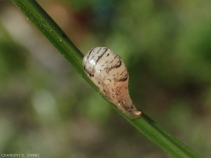 Pupa di Syrphid dove l'insetto si trasforma. Le pupe sono più spesso osservate vicino ai focolai di parassiti. 