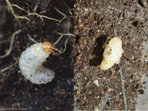 Larva e ninfa dell'otiorhynque della vite osservate nel terreno. È l'adulto che rosicchia le foglie della pianta.