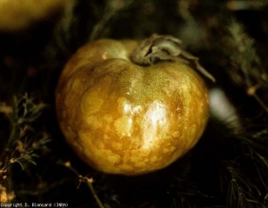 Numerosi "rotondi" e macchie che coprono l'intera superficie di un frutto marrone, leggermente irregolare. (<b><i>Alfalfa mosaic virus</i></b>, AMV)